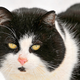 Illustration for article titled Study backs up what owners already know: Cats dont care